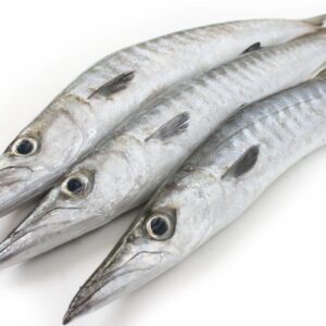 BARACUDA (Lizi)