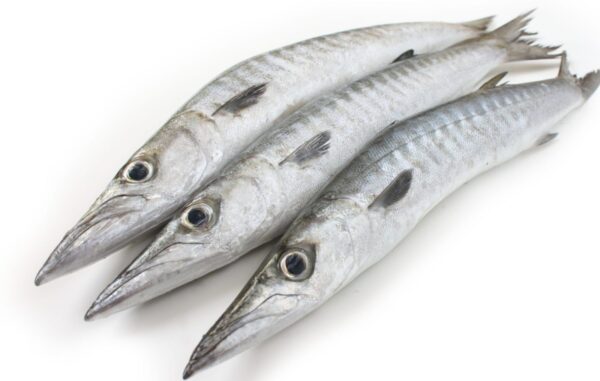 BARACUDA (Lizi)