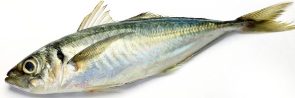 CHINCHARD 25+ (Akpala)