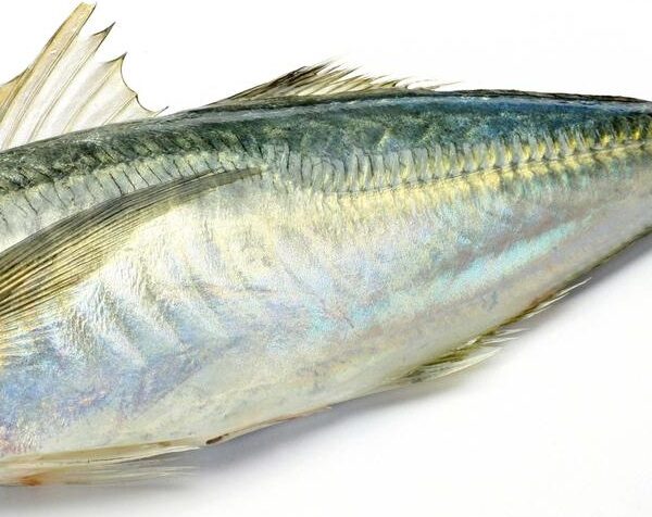 CHINCHARD 25+ (Akpala)