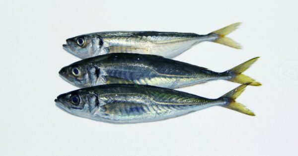 CHINCHARD 16+ (Akpala petit)