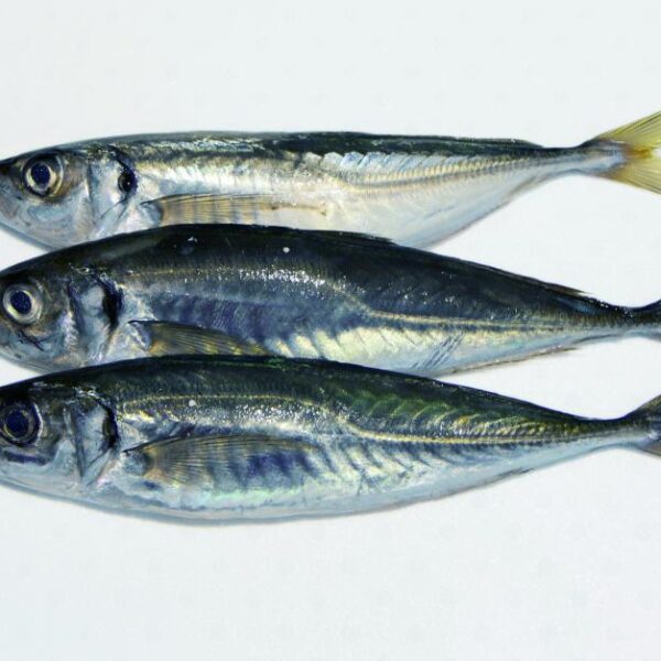 CHINCHARD 16+ (Akpala petit)